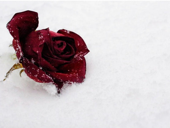 The Best Rose Fragrances for Fall and Winter