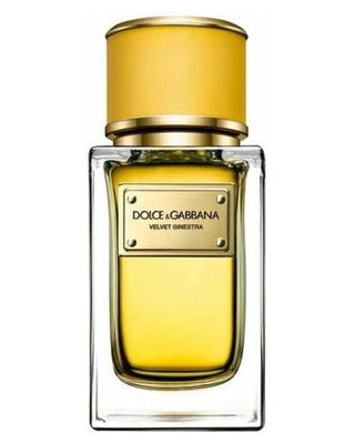 Velvet Ginestra-Dolce & Gabbana samples & decants -Scent Split